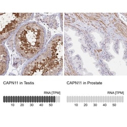 Calpain 11 Antibody, Novus Biologicals:Antibodies:Primary Antibodies